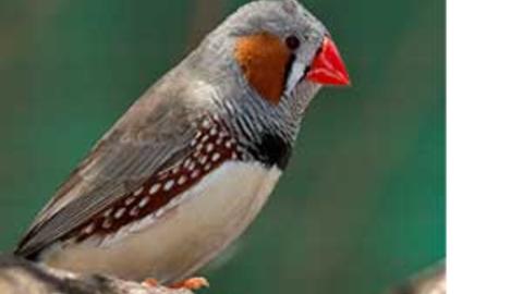 zebrafinch3.jpg
