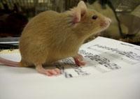 mouse_rodents.jpg