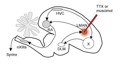 Inactivation Brain