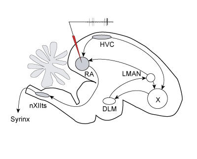 Recordings_Brain